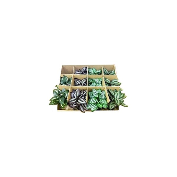 12pc Urban Products Artificial Mini Plants Set Decorative Plant Box Green 6cm