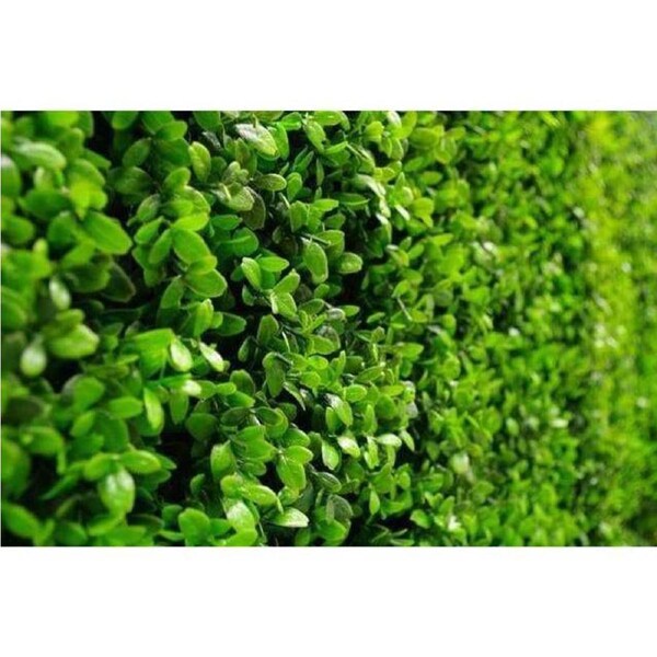 Sample - UV Dense Buxus Panel (25cm x 25cm)