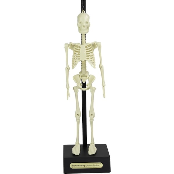 16pc Funtime 30cm Anatomical Skeleton Educational Science Tabletop Display 3+
