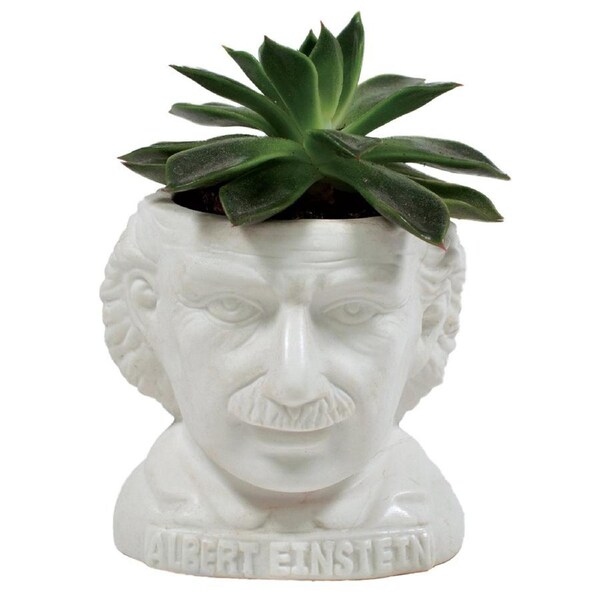 Unemployed Philosophers Guild Albert Einstein Planter Herbs/Plant Pot 9cm WHT