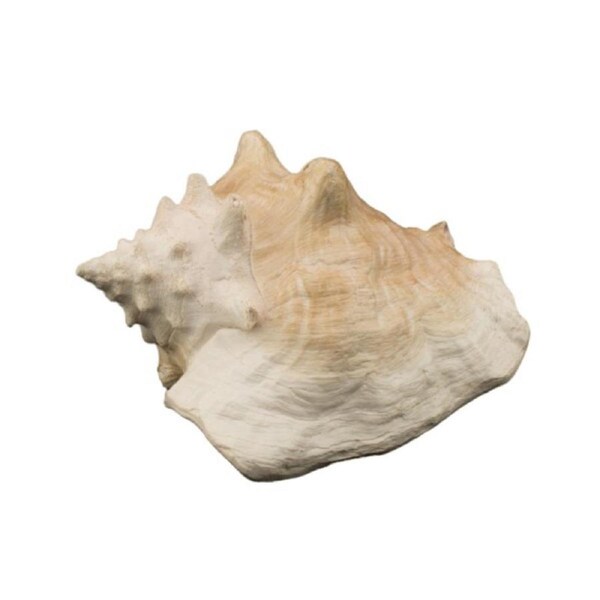 Bioscape Queen Conch Shell 22cm (BIS324)