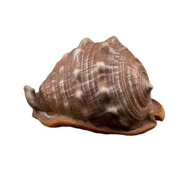 Bioscape King Helmut Shell 16cm (BIS325)