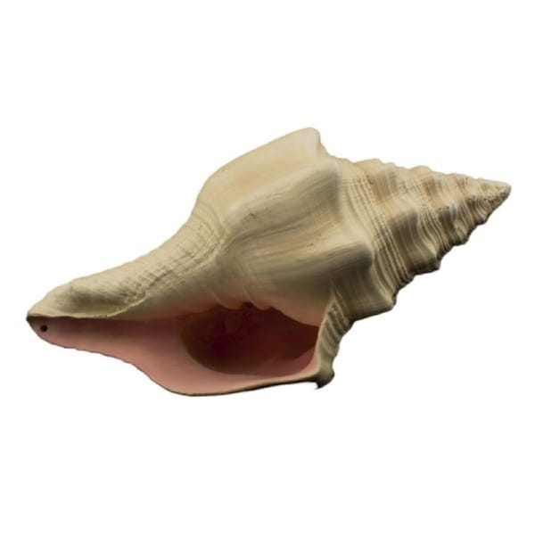 Bioscape Murex Shell 17.5cm (BIS323)