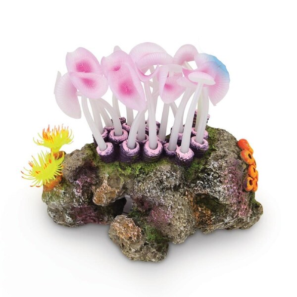 Kazoo Mushroom Coral On Rock (19456)