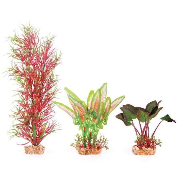 Kazoo Silk Fern Multipack (19566)