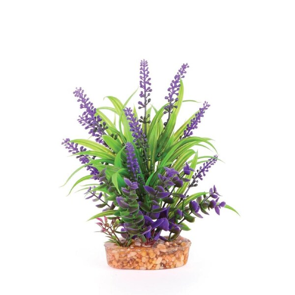 Kazoo Combination Plant - Thin Leaf W/Purple Flower (19568)