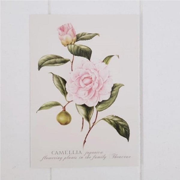 Single Camellia All Occasion Greeting Card