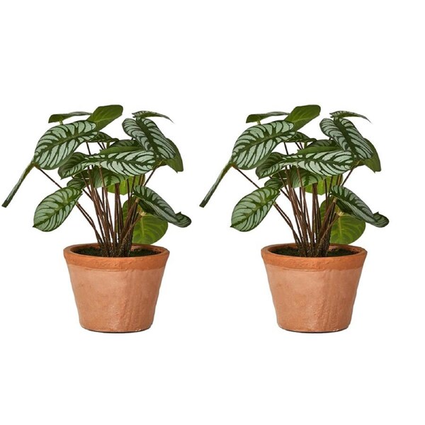 2x Belle Calathea Variegated 27cm w/ Terracotta Pot Artificial/Fake Plant Green