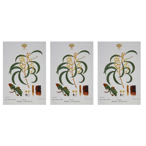 3x Maxwell & Williams Royal Botanic Garden Cotton Tea Towel Drying Cloth Wattle