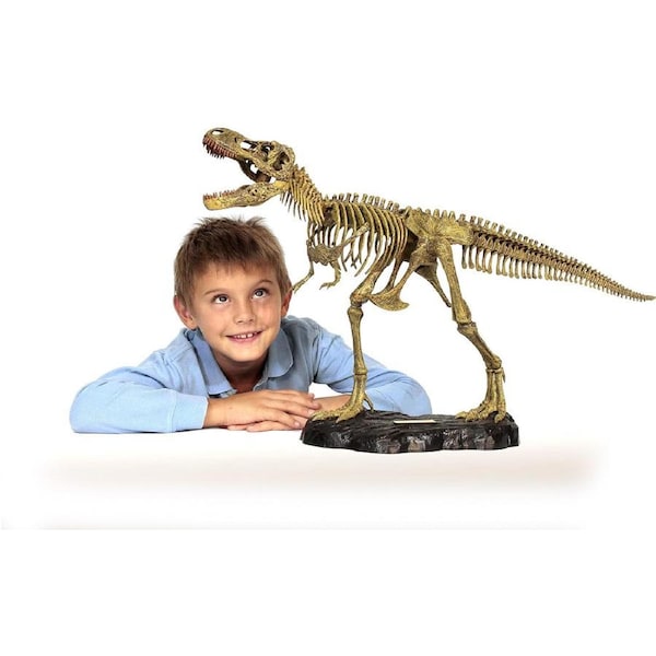 Dr. Steve Hunters T. Rex Dinosaur Replica Skeleton Model 30" 1:15 Scale Uncle Milton