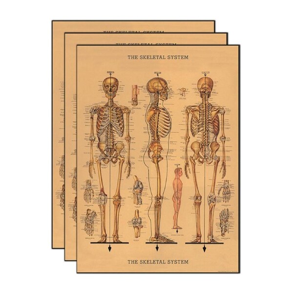 3x Cavallini Paper Poster Prints/Gift Wrap Wall Art Decor 50x70cm Skeleton