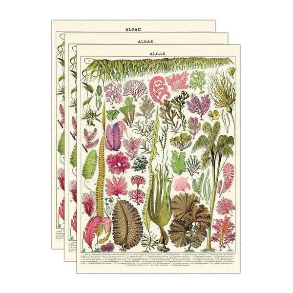3x Cavallini Paper Poster Prints/Gift Wrap Wall Art Home Decor 50x70cm Algae