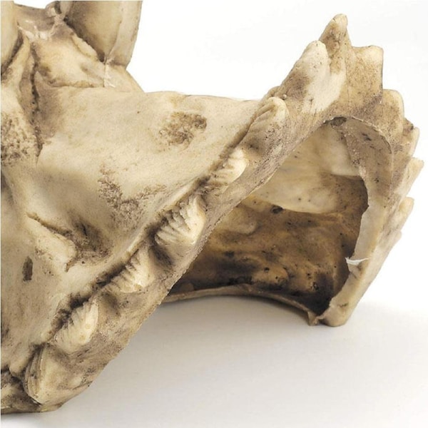 Aquarium Decorations Dinosaur Triceratops Skull Decor Resin Skull Model for Reptiles Hideout