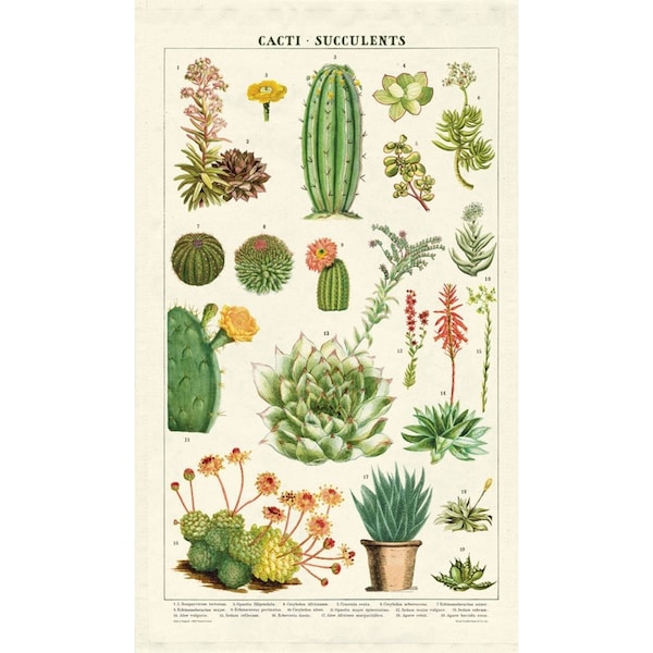 Cavallini Cotton Kitchen Tea Towel Absorbent Dish Cloth 48x80cm Succulents