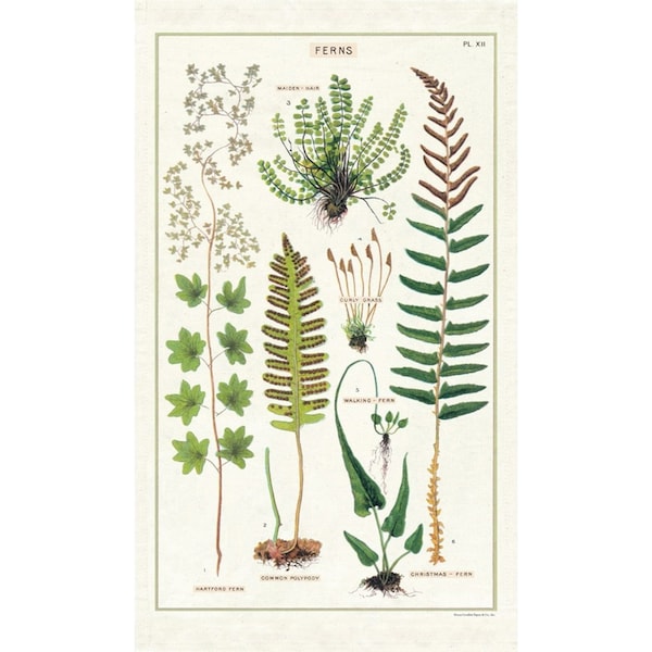 Cavallini Cotton Kitchen Tea Towel Soft Absorbent Dish Cloth 48x80cm Ferns