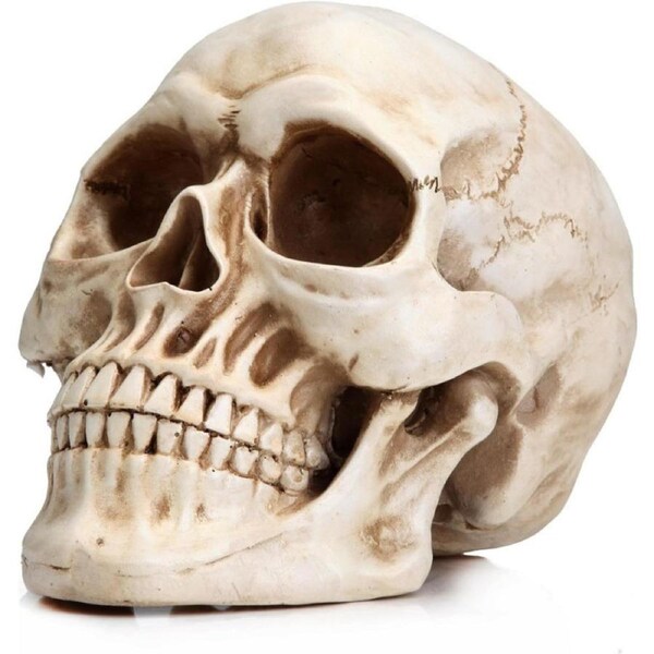 Readaeer Human Skull Model Skull Model Made of Resin