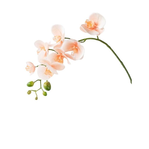 Peach Phalaenopsis Orchid Pick 69cm