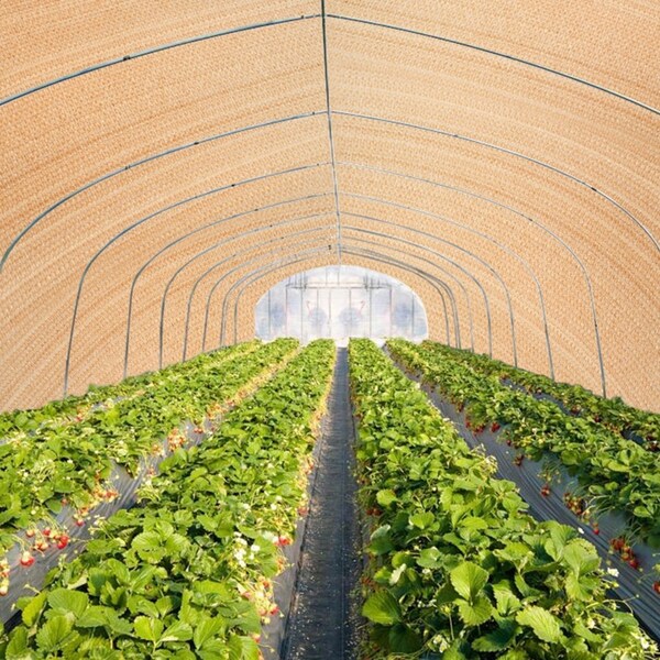 ZUNI 70% UV Shade Cloth Shade Sail Heavy Duty Garden Mesh Roll 3.66x30M Beige