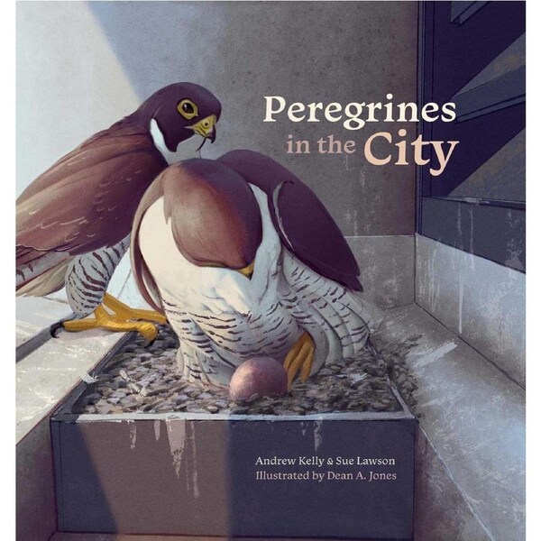 Peregrines in the City