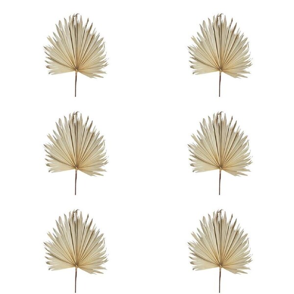 6x Belle Preserved Palm Leaf Cream Home Decorative Display Large 114cm Cream