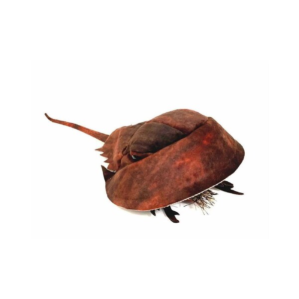 Folkmanis Horseshoe Crab Hand Puppet Play 38cm Kids Animal Plush Toy 3y+