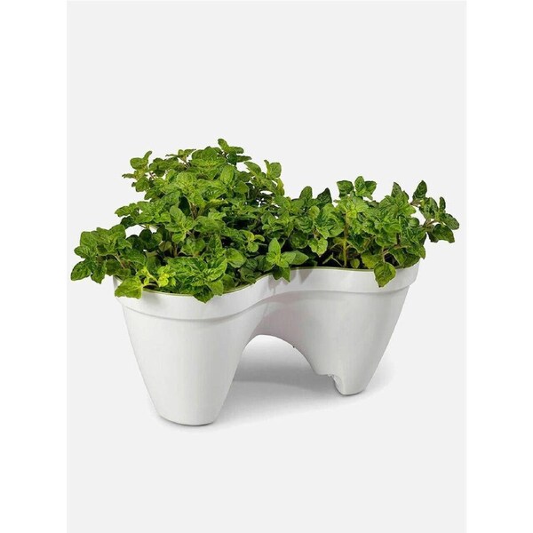 Keter Ivy Planter - White / Green