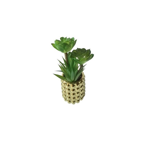 Bubble Pot Succulent Plant