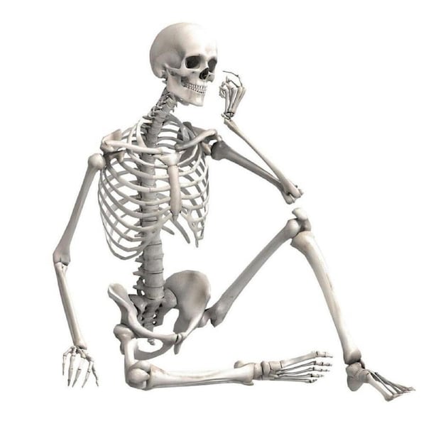 Full Life Size Human Skeleton Decoration Prop 170cm Halloween Poseable Skeleton