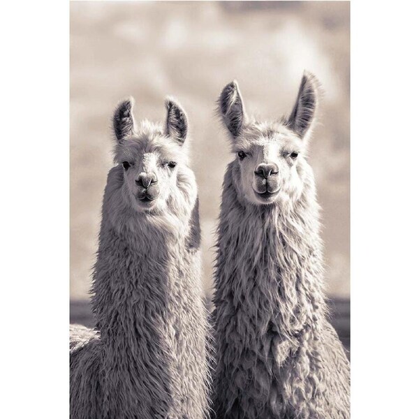 Impact Merch Llamas Animal Poster 91.5x60cm Hanging Wall Art Display Decor