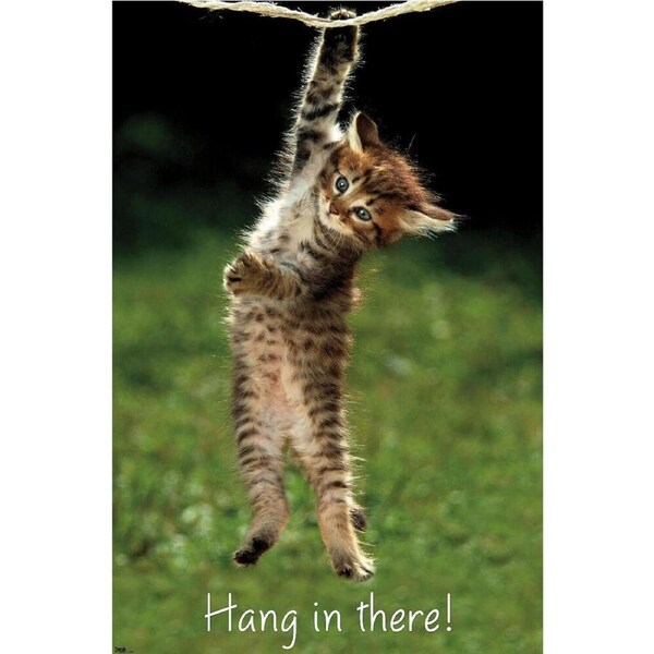 Impact Merch Kitten Hang in There Reg Poster Room Wall Decor Display 91x60cm