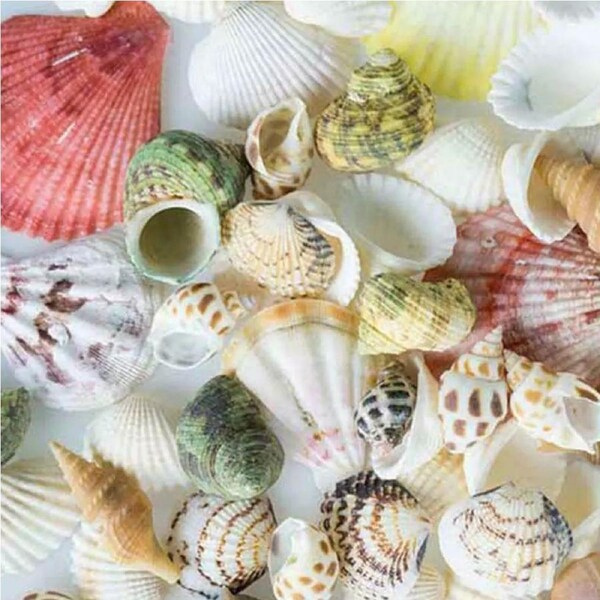 Bulk Fashion Shell Sea Prof Nautical DIY Shells Mixed 100g Aquarium Beach