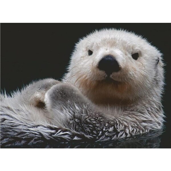 Ravensburger - Adorable Little Otter Puzzle 500pc