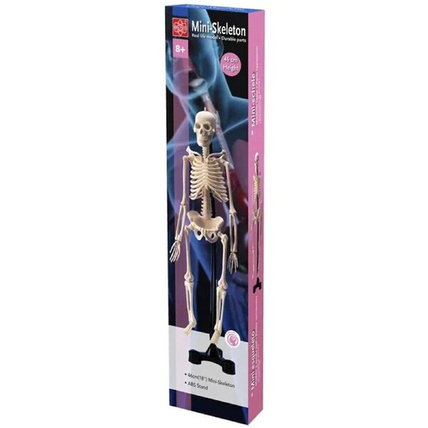 Edu-Toys Mini Skeleton 46cm Kids/Children Biology/Science Educational Toy 8y+