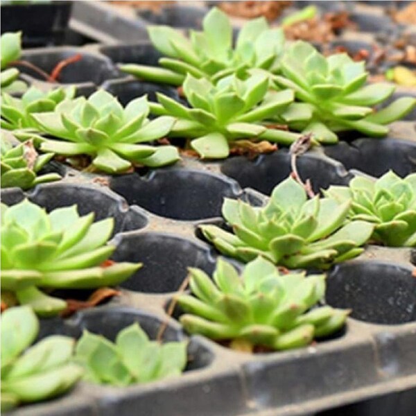 10x 72 Hole Plant Seed Grow Box Seedling Starter Tray for Plant Propagation