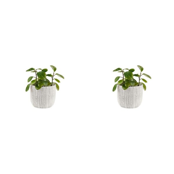 2PK Linen House Taupin Stoneware Planter Indoor Plant Pot 19cm Home Decor White