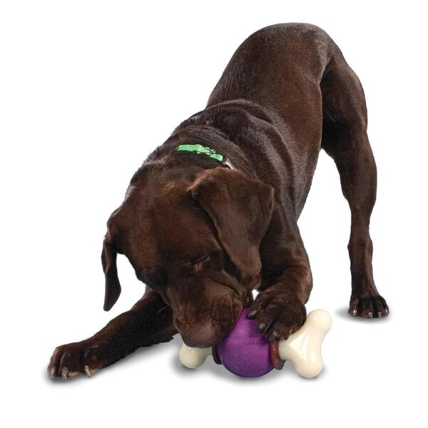PetSafe® Busy Buddy® Bouncy Bone Treat Ring Dog Toy BB-BCY-BN-M-11