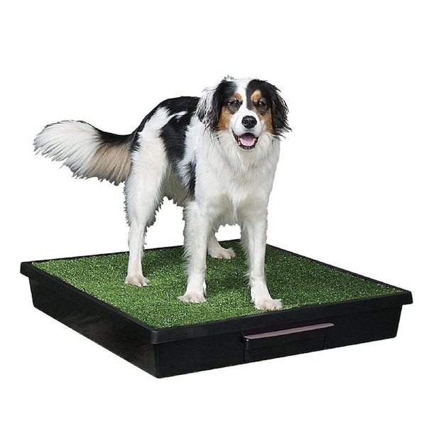 PetSafe(R) Pet Loo(R) Pet Toilet - Large PWM00-14499