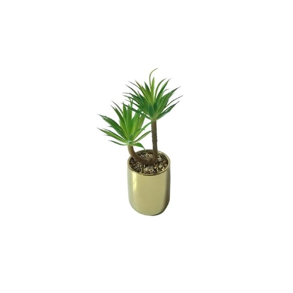 Tiff Pot Succulent Plant