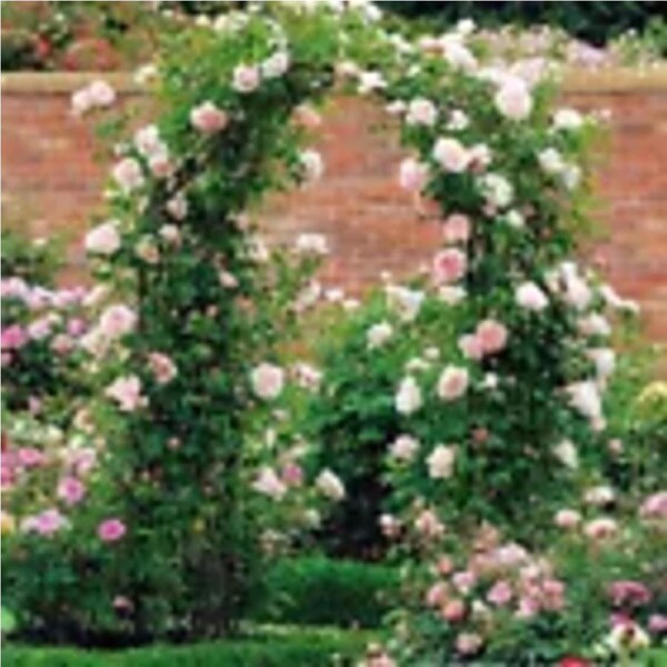 P&P Heavy Duty Metal Garden Arch Rose Archway Pergola Arbour Climbing Plants Trellis