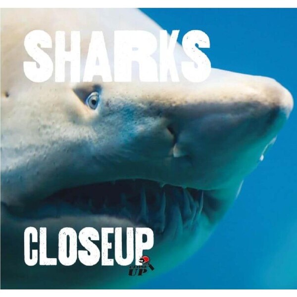 Sharks Close Up