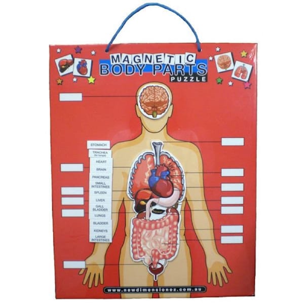 Magnetic Body Chart