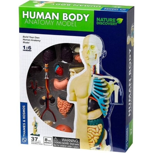 Human Body Anatomy Model Kit (37 pieces)