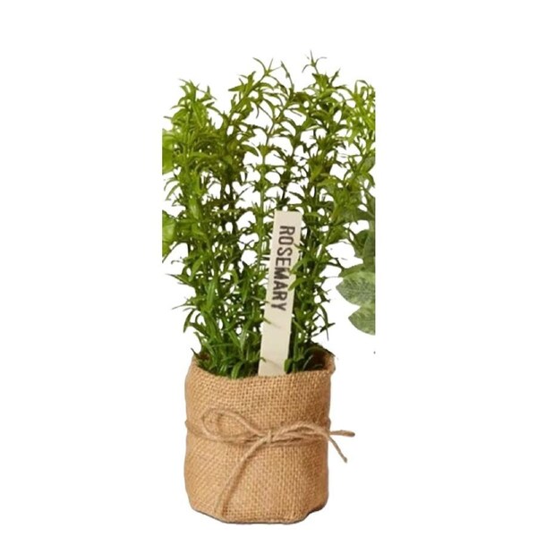 Elme Herbs Rosemary 25x20x22cm