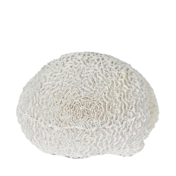 Belle Polyresin Cove White Sea Urchin Sculpture/Ornament Decor 17x18cm White