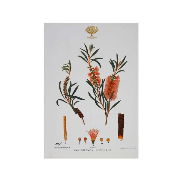 Maxwell & Williams Royal Botanic Garden Cotton Tea Towel Dish Cloth Bottlebrush
