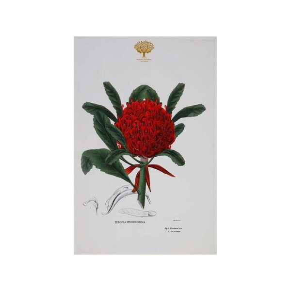 Maxwell & Williams Royal Botanic Garden Cotton Tea Towel Dish Cloth Telopea