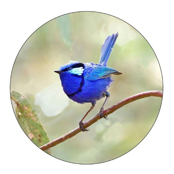 Australian Country Tile Trivet Blue Wren 16cm Hot Pot Holder