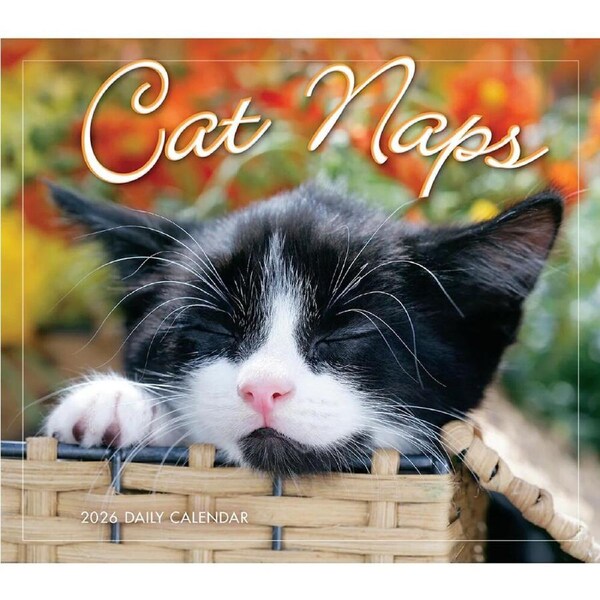 2026 Calendar Cat Naps Day-to-Day Boxed, Sellers S44155