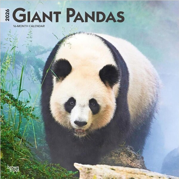 2026 Calendar Giant Pandas 16-Month Square Wall, BrownTrout BT03418
