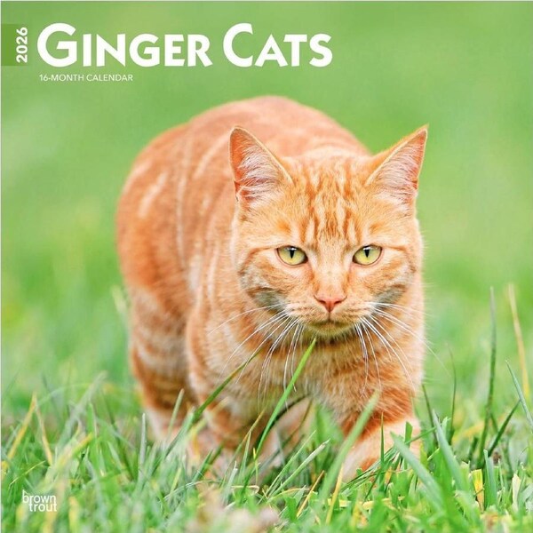 2026 Calendar Ginger Cats 16-Month Square Wall, BrownTrout BT03425